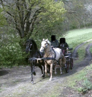 Vente de cheval : Tango et Baco