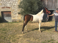 Vente de cheval : Paquerette