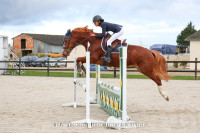 Vente de cheval : Fharenheit 