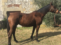 Vente de cheval : Brisbane du sound