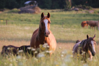 Vente de cheval : Obrya de Lasp