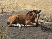 Vente de cheval : Quelyos de s�t fiacre
