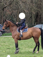 Vente de cheval : Ile Sauvage d'Ohl
