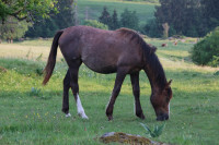Vente de cheval : Pzika de Lasp