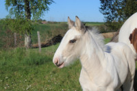 Vente de cheval : Qaito de Parisou