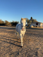 Vente de cheval : Fiston de la Lauze 