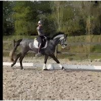 Vente de cheval : Furst de Lautrec