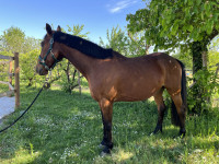 Vente de cheval : Henzo du Noyer