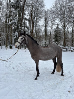 Vente de poney
