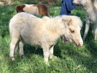 Vente de poney