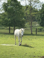 Vente de cheval : Brilouz Baradoz 