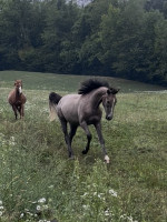 Vente de cheval : New life