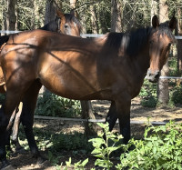 Vente de cheval : Nuance 