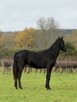 Vente de cheval : Onyx