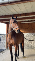 Vente de cheval : Jol�ne 