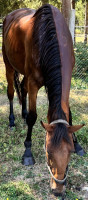 Vente de cheval : LoloBrigida