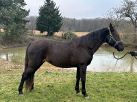 Vente de cheval : Yola FJ