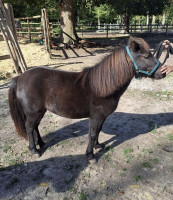Vente de cheval : Smocky of Montboulon Leto