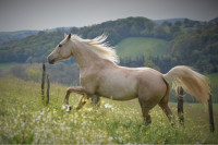 Vente de cheval : Bishala du cardinal