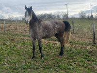 Vente de cheval : M�lo