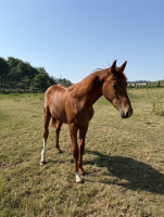 Vente de cheval : Patriote de Laby
