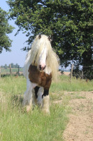 Vente de cheval : Obi Wan de Parisou