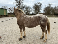 Vente de poney
