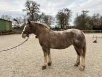 Vente de cheval : Shanaglish Ruby 
