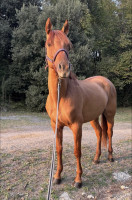 Vente de cheval : Cinco 