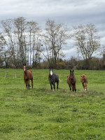 Vente de cheval : 