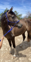 Vente de cheval : 