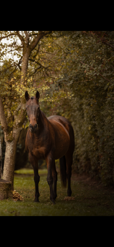 Vente de cheval : Medicity