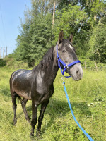 Vente de cheval : AKO