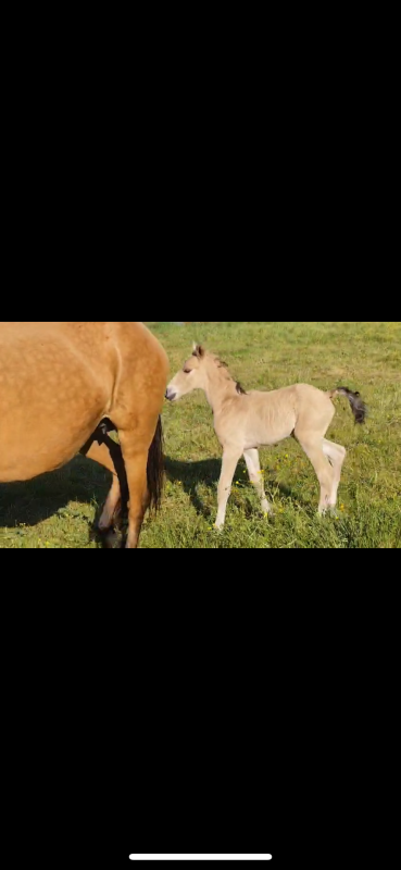 Vente de cheval : Phenix du Tipi 