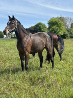 Vente de cheval : Easter Dream