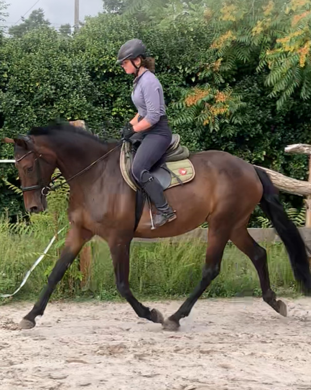 Vente de cheval : KEANBEELS REAGGAENIGHT