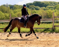 Vente de poney
