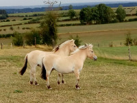Vente de cheval : Udara du cours de Lienne