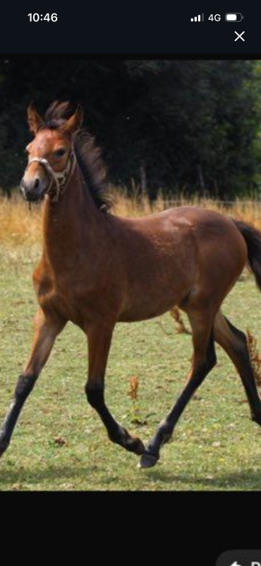 Vente de poney