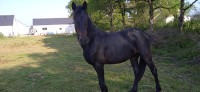 Vente de cheval : ogano