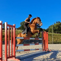 Vente de cheval : Gadjo