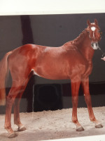 Vente de cheval : ocean de la rosi�re 