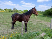 Vente de cheval : king star de la rosiere