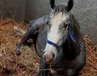 Vente de cheval : qanelle de la rosiere