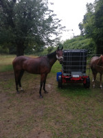 Vente de cheval : FUNKY'S PRIDE