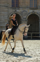 Cours particuliers - Dressage ou travail  pieds