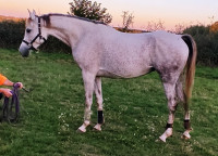 Vente de cheval : JENNA DE NABOULY