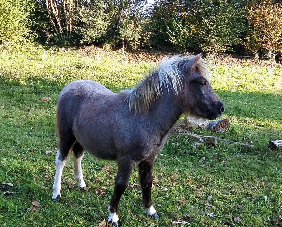 Vente de poney