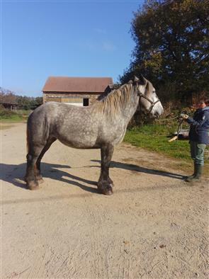 Vente de cheval : myrtille du genet