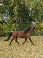 Vente de cheval : Lucifer 